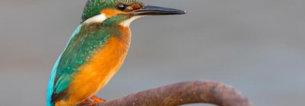 Eisvogel