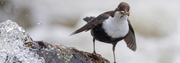 Wasseramsel