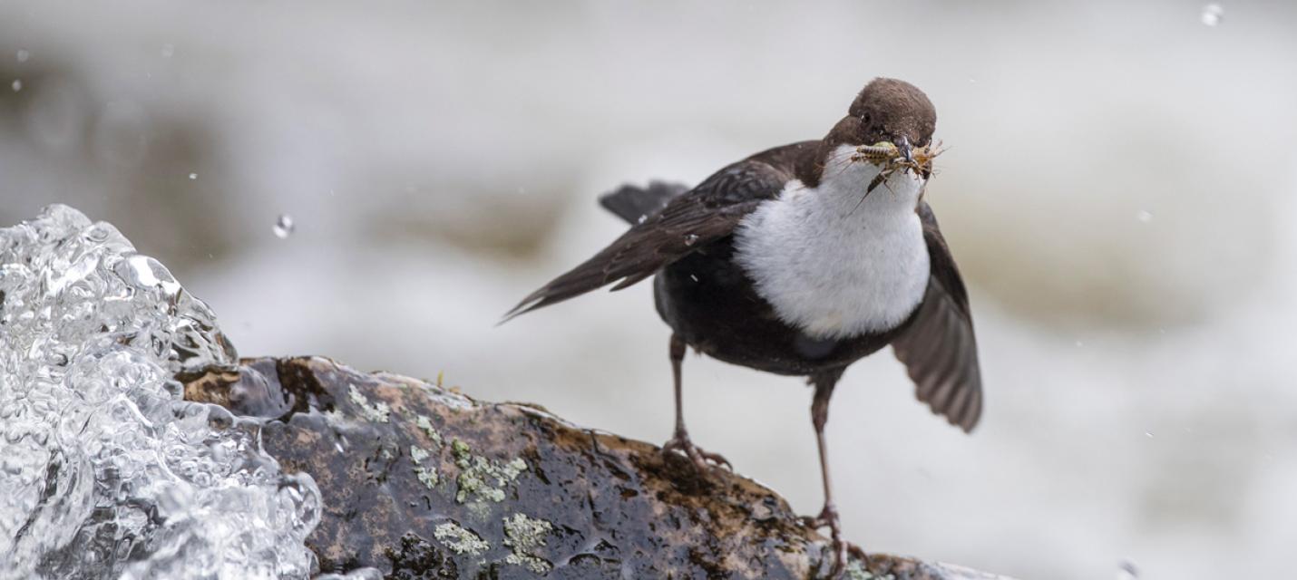 Wasseramsel